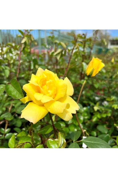 Троянда плетиста Голден Шауерс